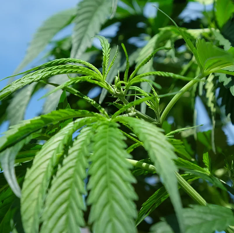 cannabis
